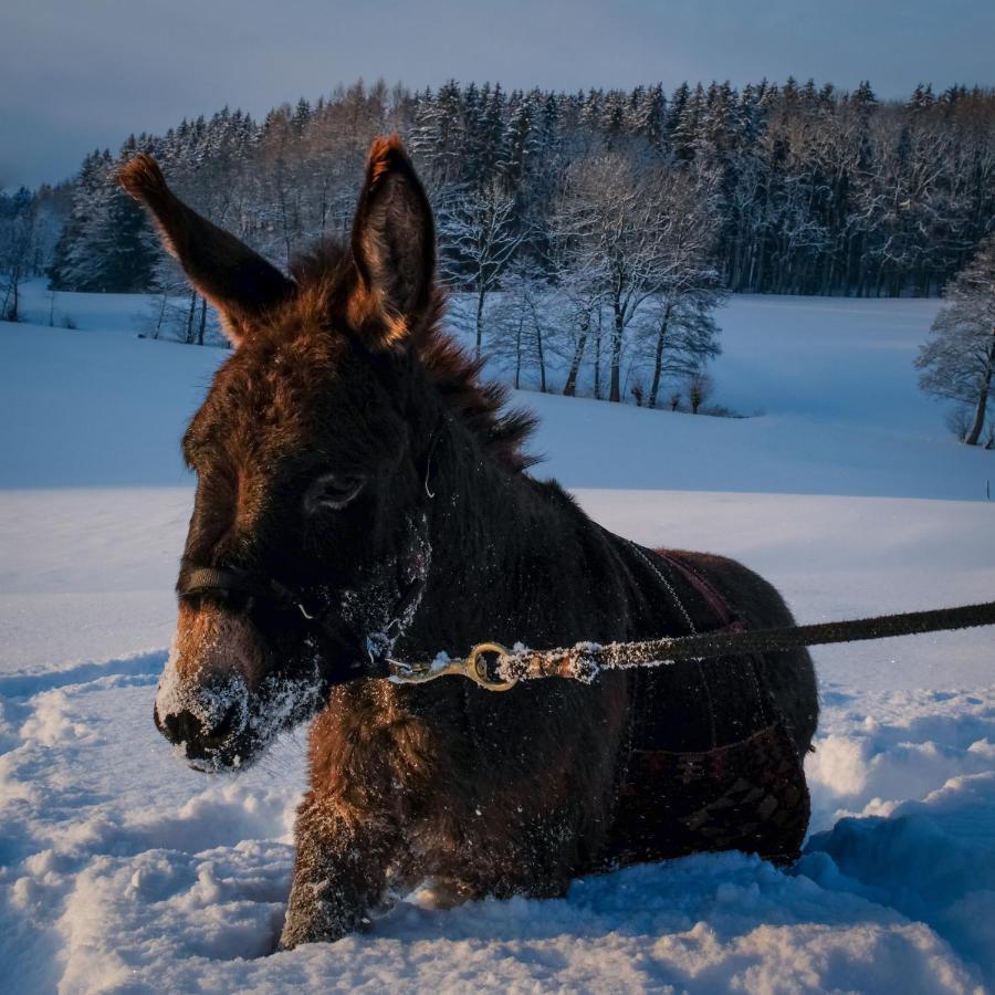 Moosmuehle Allgaeu Untrasried Buitenkant foto