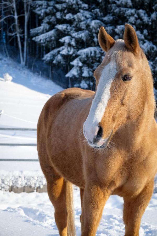 Moosmuehle Allgaeu Untrasried Buitenkant foto